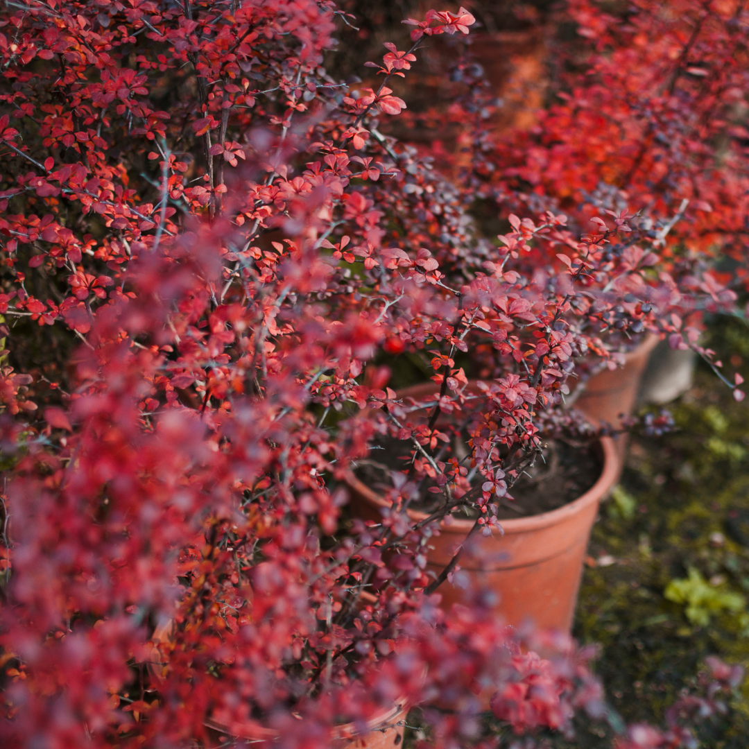 Fleurs pour la Toussaint