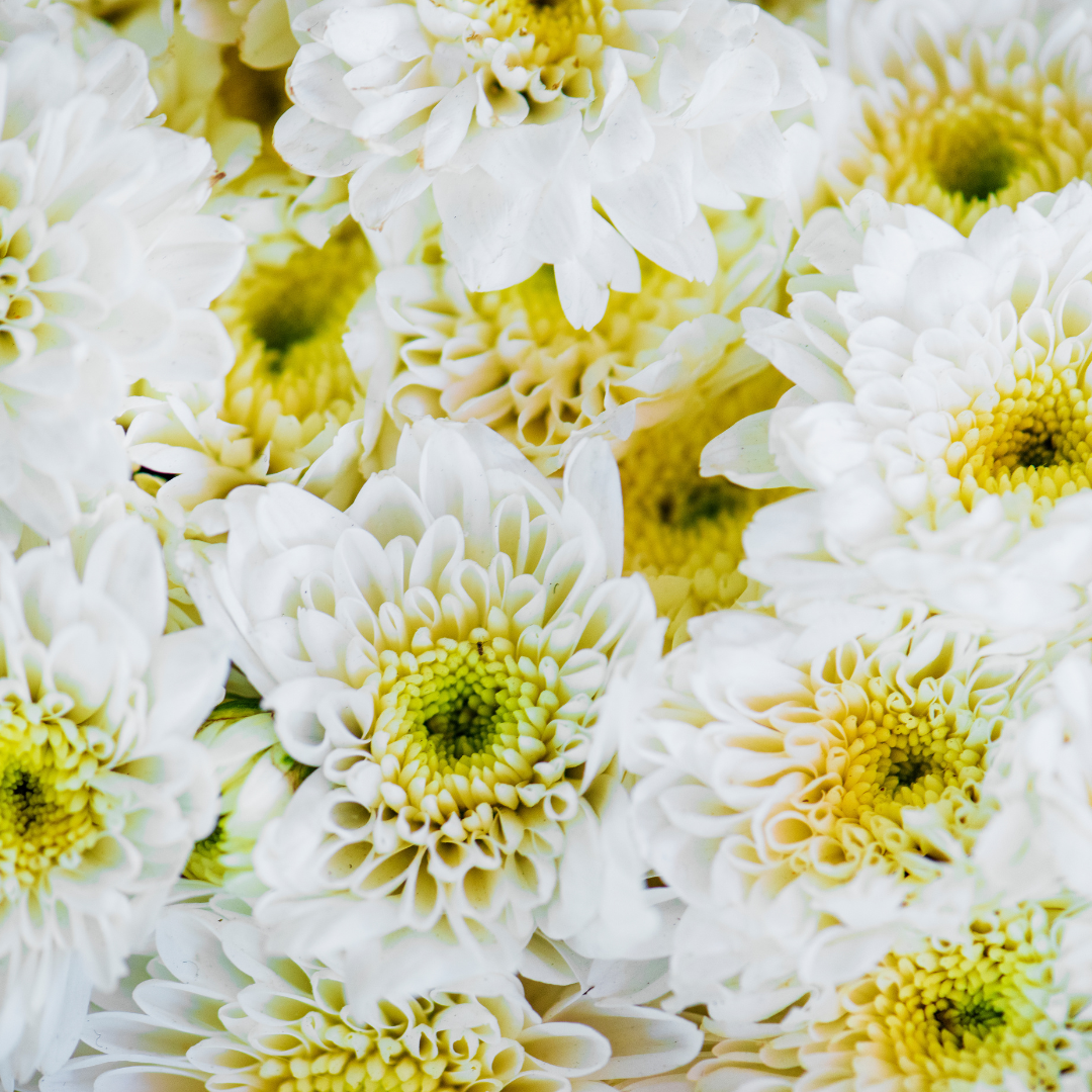 Chrysanthèmes blanches en pleine floraison