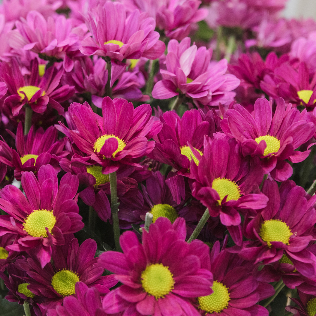 Chrysanthèmes roses pour les cimetières