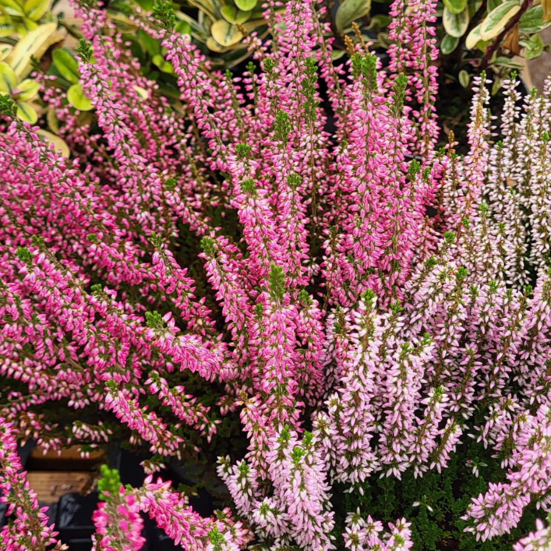 Bruyères violettes en pot